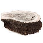 قط زن شاخ گوزن کلکسیونی